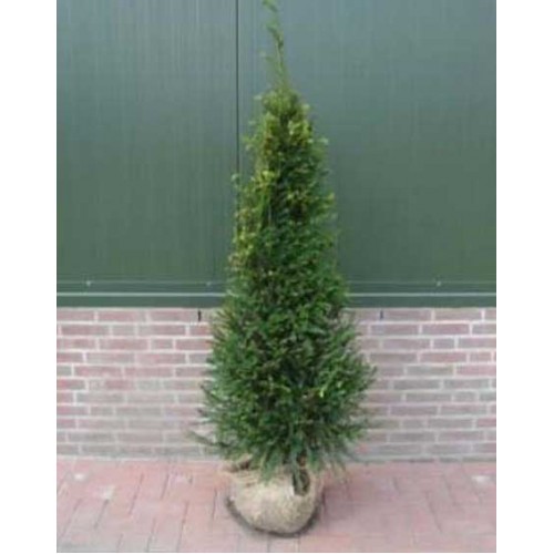 Yew Rootball Hedge Taxus Baccata English Native 4-5ft | ScotPlants Direct
